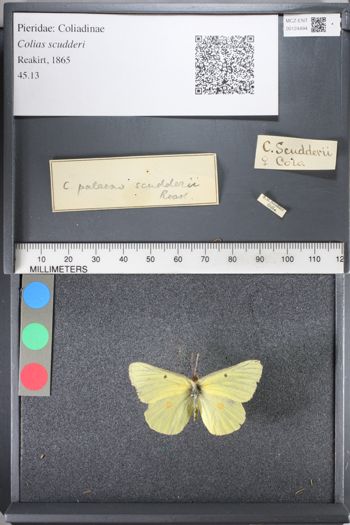 Media type: image;   Entomology 124494